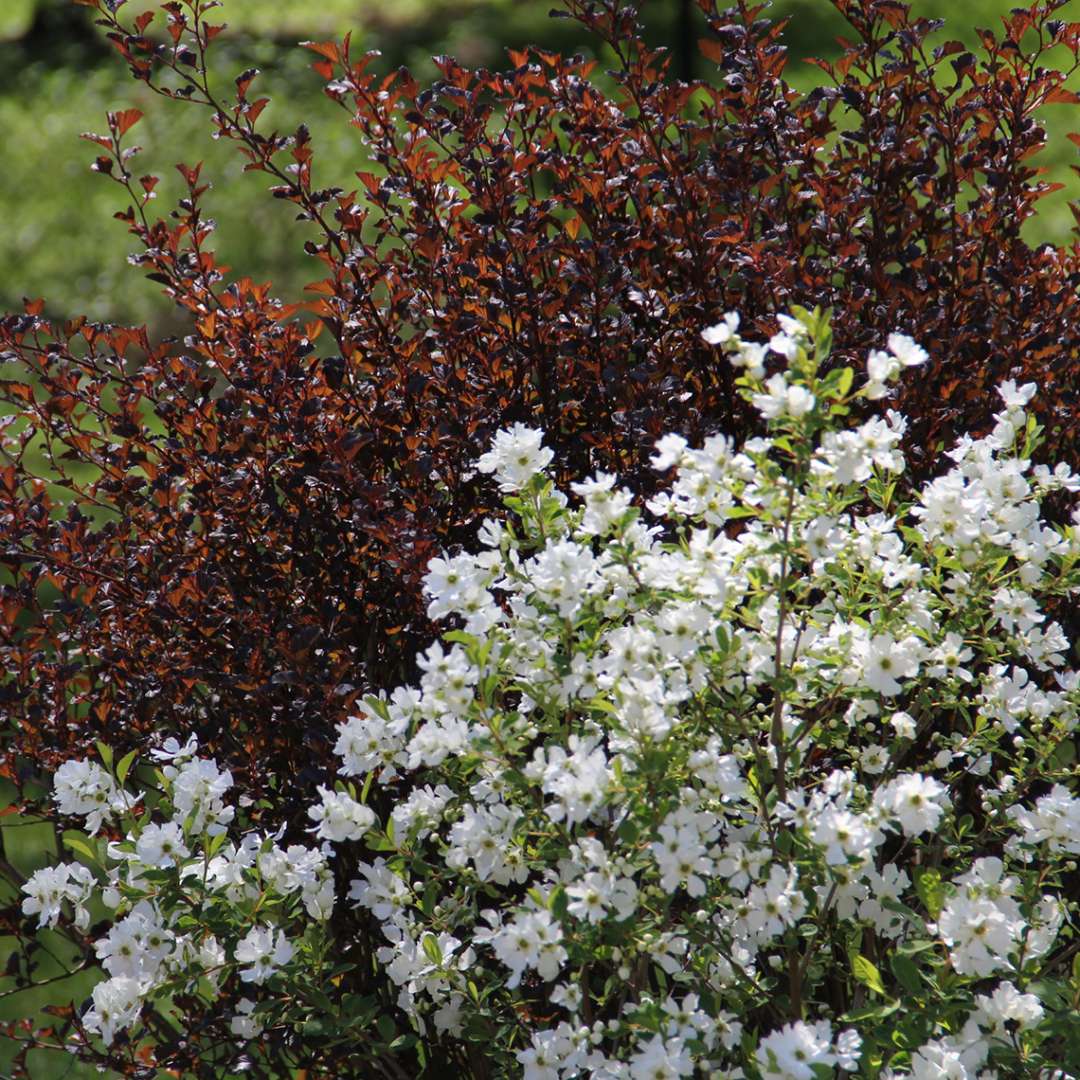 Snow Day Surprise Exochorda blooming next to Coppertina Physocarpus